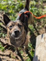 Cuba, auf Pflegestelle in Pliezhausen, sucht ein Zuhause!