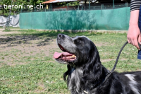 Curgan - Vom Champion zum Herzenshund