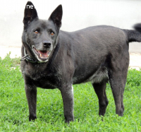 Cygan, bescheidener alter Hund sucht sein Glück