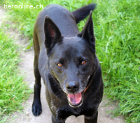 Cygan, bescheidener alter Hund sucht sein Glück