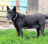 Cygan - bescheidener alter Hund sucht sein Glück