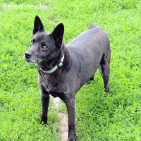 Cygan - bescheidener alter Hund sucht sein Glück