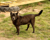 Cygan - bescheidener alter Hund sucht sein Glück