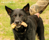 Cynamon - intelligent, verspielt und total lieb