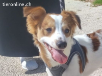 Cyrus - fröhlicher Herzenshund