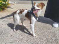 Cyrus - fröhlicher Herzenshund