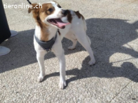 Cyrus - fröhlicher Herzenshund