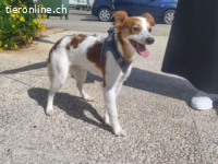 Cyrus - fröhlicher Herzenshund