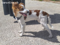 Cyrus - fröhlicher Herzenshund