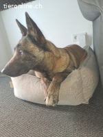 Dafne, w./kastr., 12/2023, Größe: ca. 65 cm/31 kg