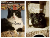 Zwei Kätzchen suchen ihre Familie