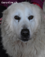 Daigle - Zeitfenster Würde