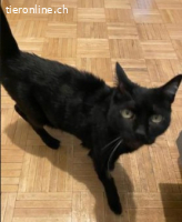 Daisy&Mimi16j. suchen dringend ein Zuhause (Wohnungshaltung)