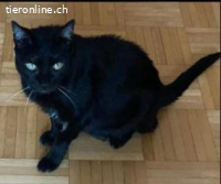 Daisy&Mimi16j. suchen dringend ein Zuhause (Wohnungshaltung)