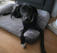 Daisy sucht dringend ein Zuhause