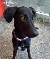 Daisy sucht dringend ein Zuhause