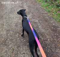 Daisy sucht dringend ein Zuhause