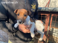 Dale, verspielter Hundebub