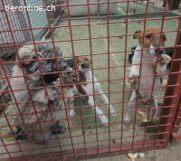 Dale, verspielter Hundebub