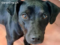 Dalia - eine freundliche kleine Hündin