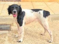 Dana - eine herzallerliebste Bretonenhündin