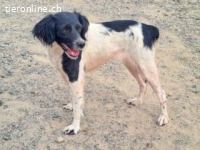 Dana - eine herzallerliebste Bretonenhündin