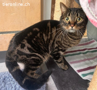 Dandy - aus Animalhoarding-Fall