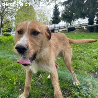 Danny ein freundlicher Hundebub