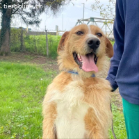 Danny ein freundlicher Hundebub