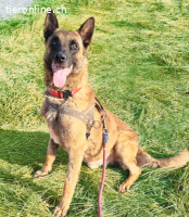 DANNY, sehr aufmerksam, gehorsam,auf seinem Menschen fixiert