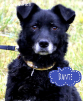 Dante möchte nur geliebt werden