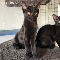 Daphne - verlassenes Kitten