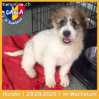 Darla- eine zarte, liebevolle Seele mit großen Herz