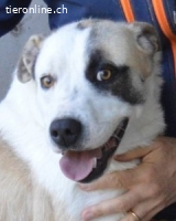 Dayra - freundlich, sanft und bereit für ein schönes Zuhause