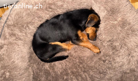 Deni, herziger Hundebub
