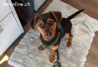 Deni, herziger Hundebub