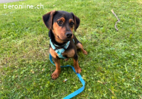 Deni, herziger Hundebub