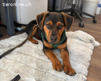 Deni, herziger Hundebub