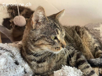 Der anhängliche Tiger Nemo sucht ein Zuhause mit Herz