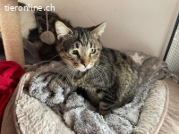 Der anhängliche Tiger Nemo sucht ein Zuhause mit Herz