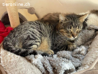 Der anhängliche Tiger Nemo sucht ein Zuhause mit Herz