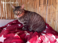 Der anhängliche Tiger Nemo sucht ein Zuhause mit Herz