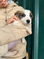 Oreo - Der kleine Oreo sucht seine Herzensmenschen