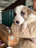 Oreo - Der kleine Oreo sucht seine Herzensmenschen