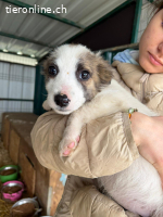 Oreo - Der kleine Oreo sucht seine Herzensmenschen