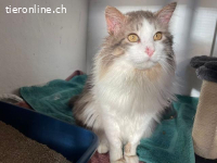 Der sanfte Flauschball Momo sucht seine Lieblingsmenschen