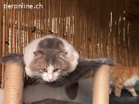 Der sanfte Flauschball Momo sucht seine Lieblingsmenschen