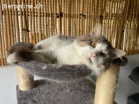 Der sanfte Flauschball Momo sucht seine Lieblingsmenschen