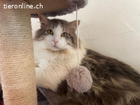 Der sanfte Flauschball Momo sucht seine Lieblingsmenschen