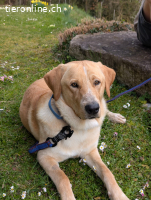 der schöne Bali sucht ein zuhause